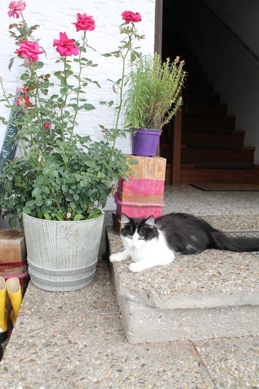 Bauernhof Familie Knoblechner Βίλα Nussdorf am Attersee Εξωτερικό φωτογραφία