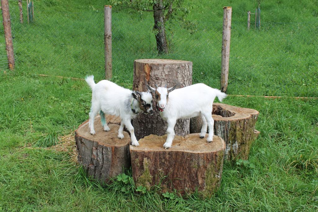 Bauernhof Familie Knoblechner Βίλα Nussdorf am Attersee Εξωτερικό φωτογραφία